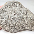 Crinoid