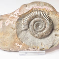 Dactylioceras Ammonite Fossil – Whitby Yorkshire Coast – Jurassic
