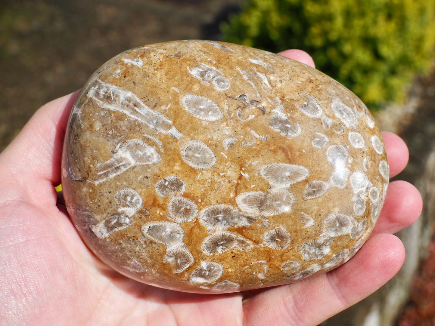 Hand Polished Coral Piece