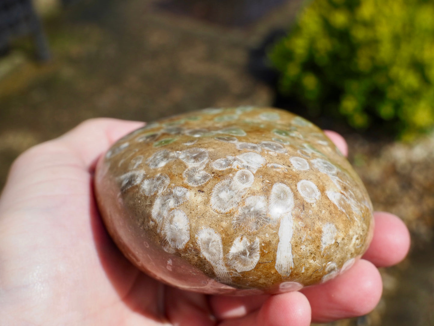 Hand Polished Coral Piece