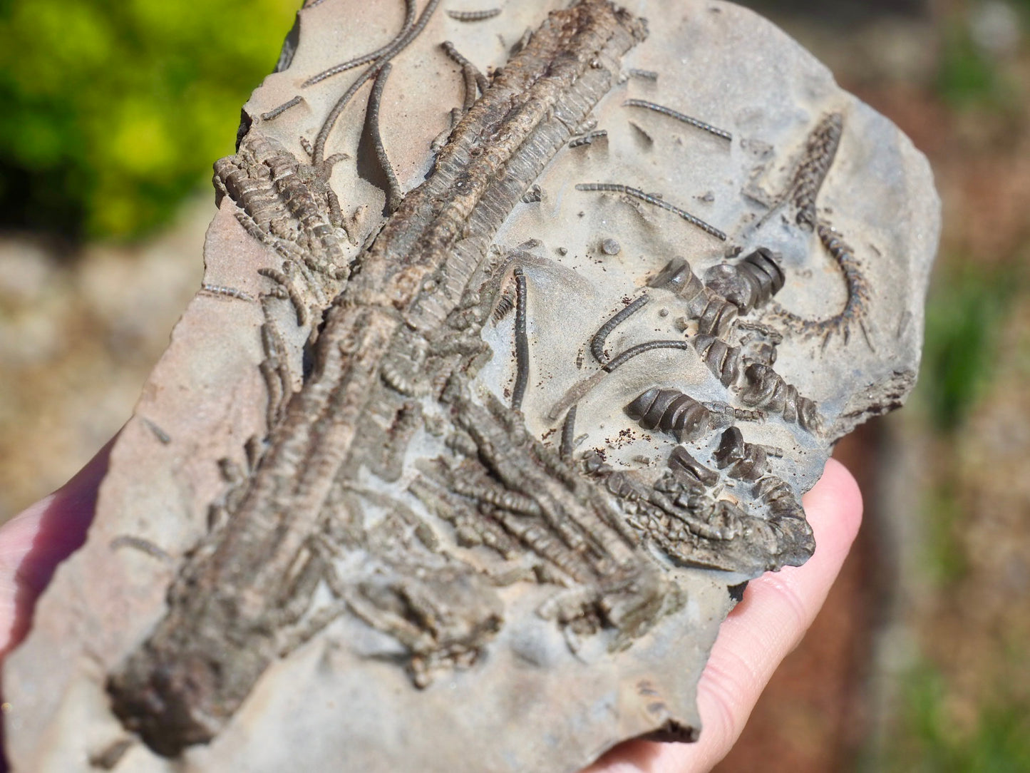 Rare Hispidocrinus Scalaris Crinoid