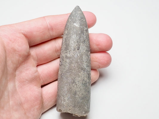 Belemnite