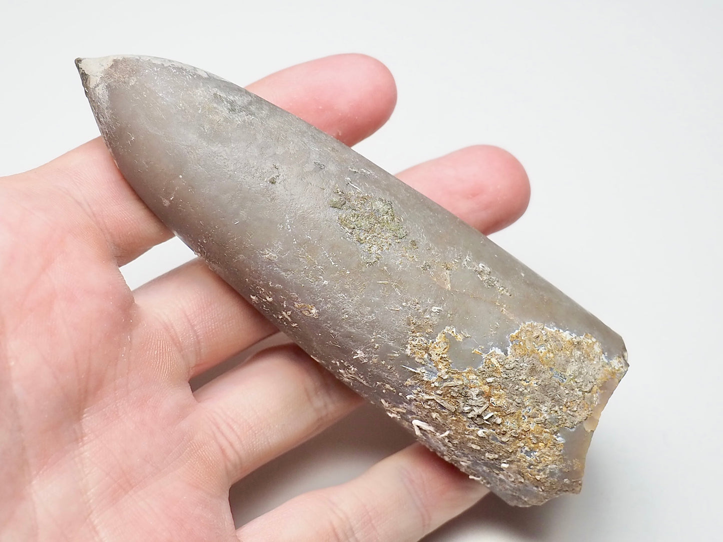 Belemnite