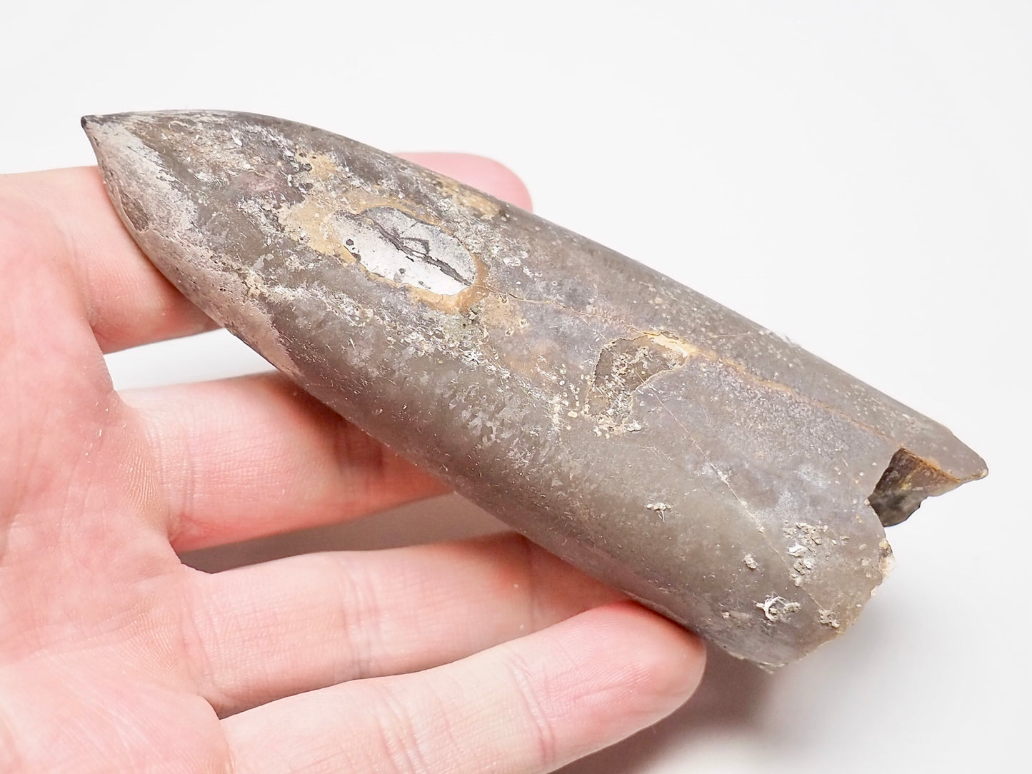 Belemnite