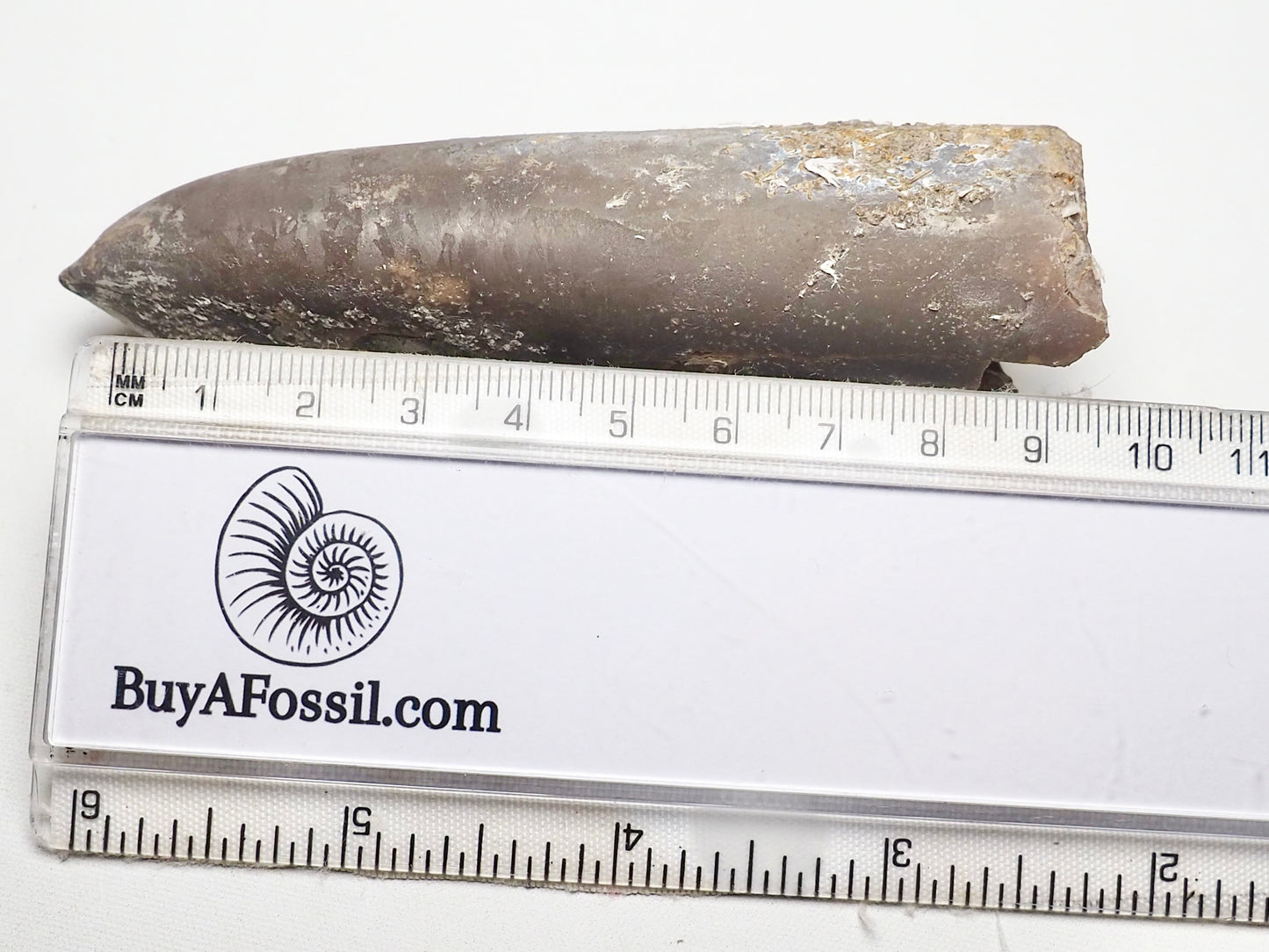 Belemnite