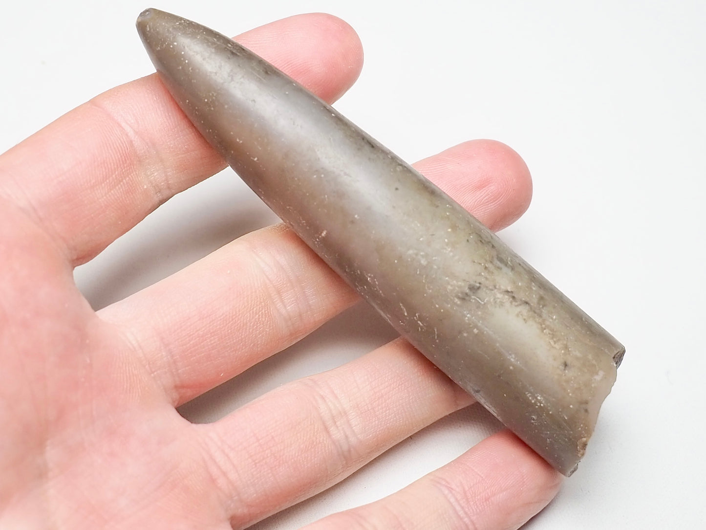 Belemnite