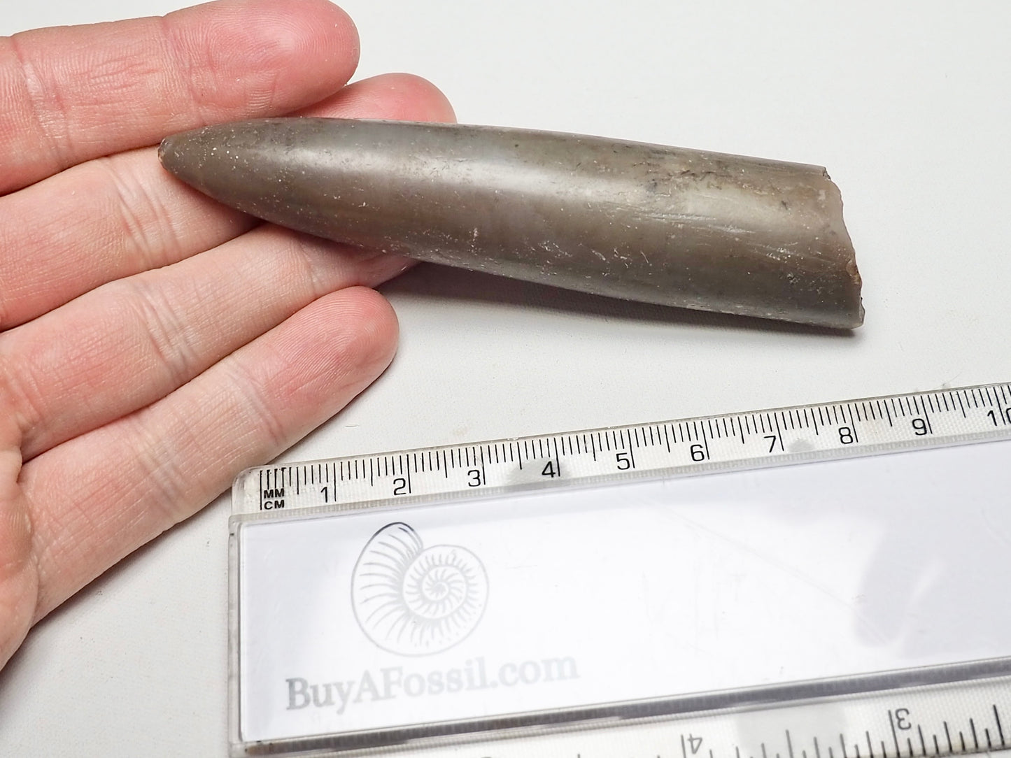 Belemnite