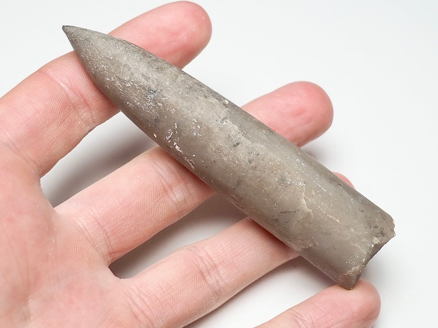 Belemnite