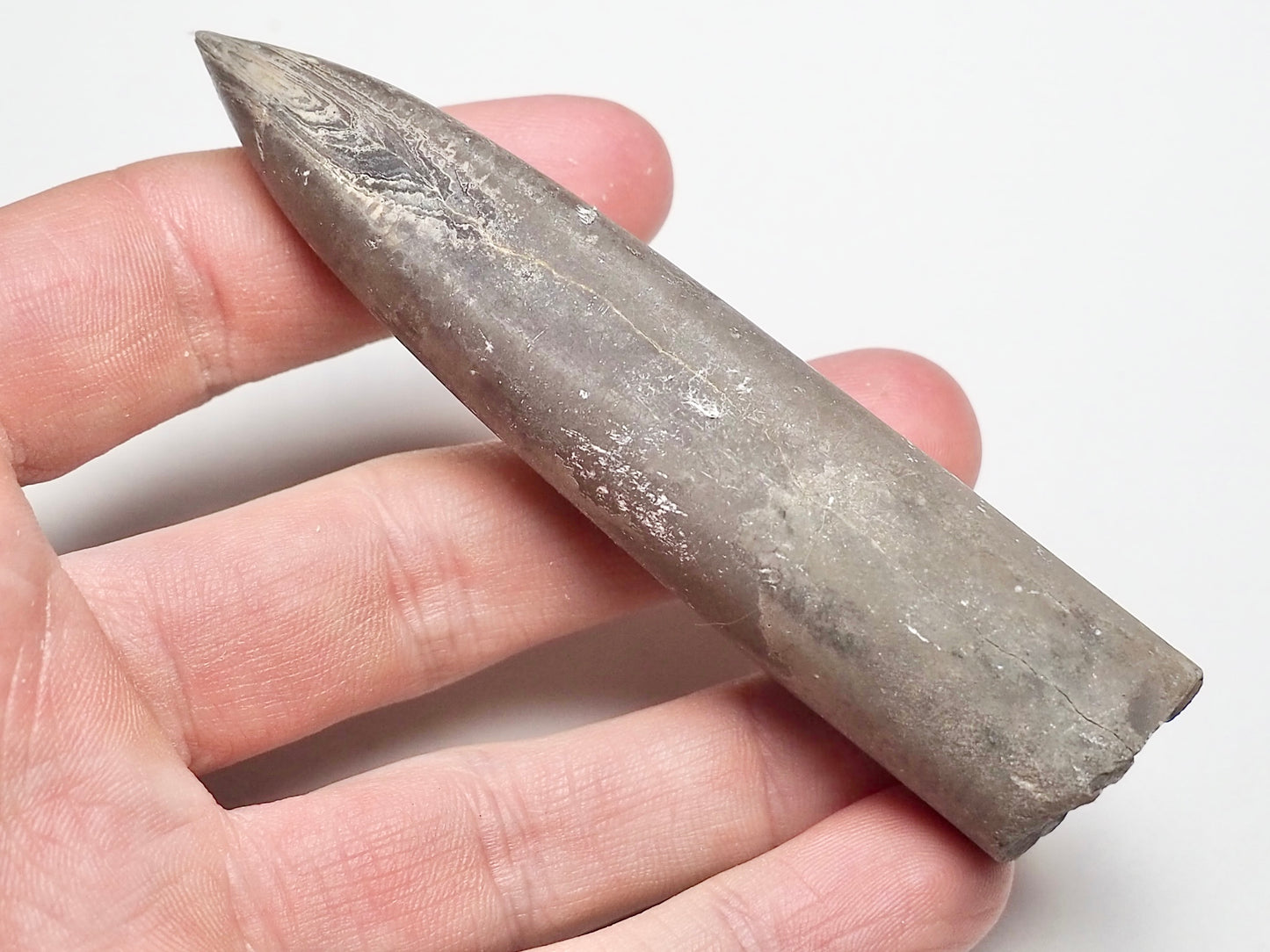 Belemnite