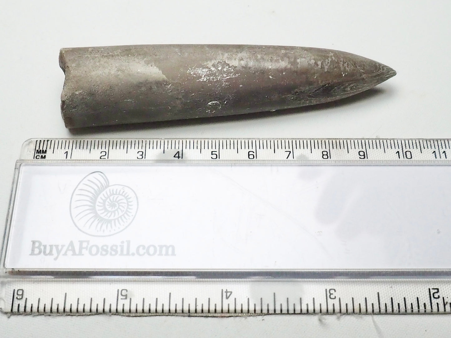 Belemnite