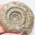 Catacoeloceras Ammonite Fossil – Whitby Yorkshire Coast – Jurassic