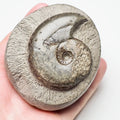 Eleganticeras Ammonite Fossil – Whitby Yorkshire Coast – Jurassic