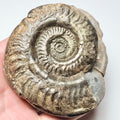 Hildoceras Ammonite Fossil – Whitby Yorkshire Coast – Jurassic