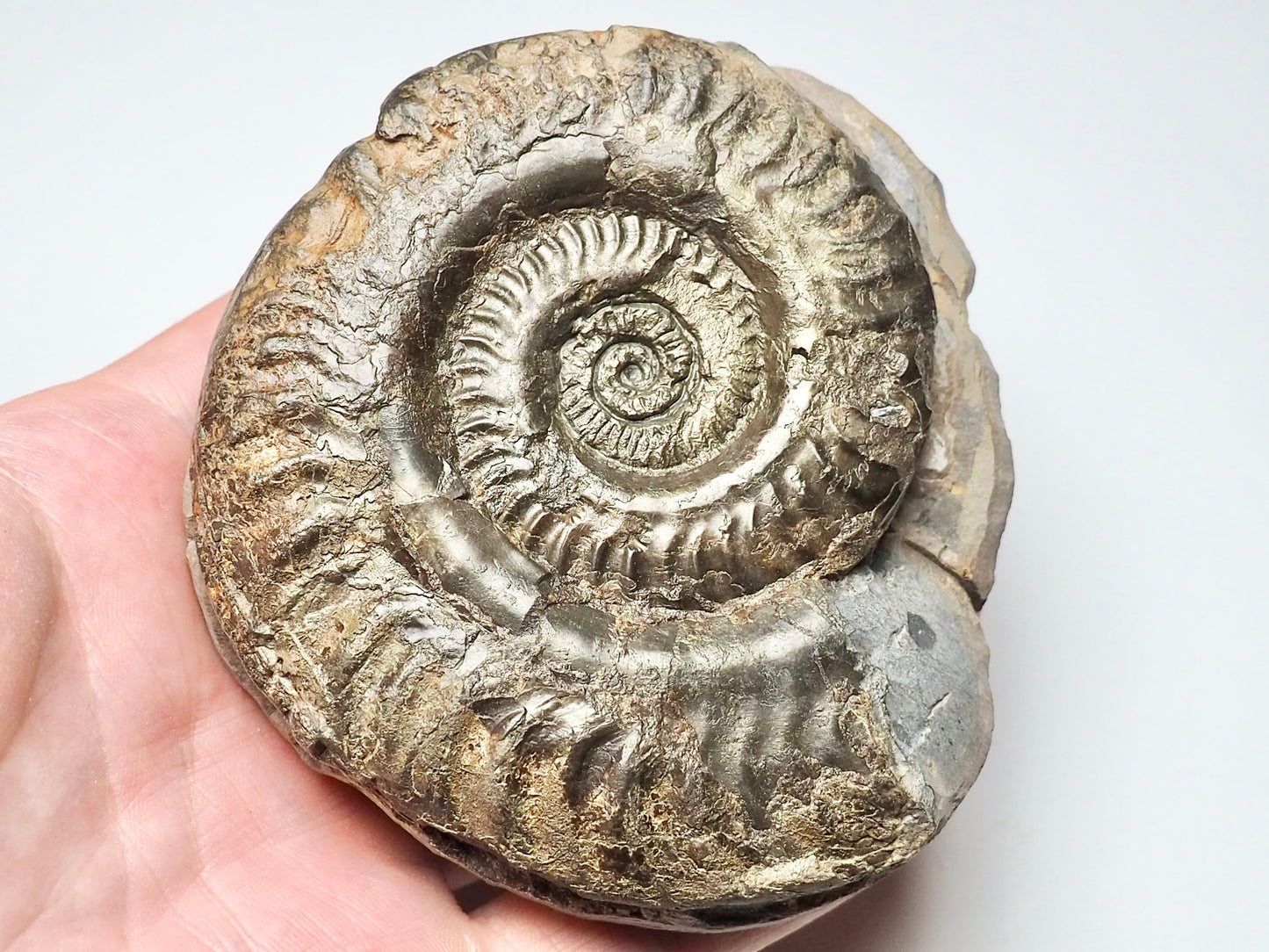 Hildoceras Ammonite