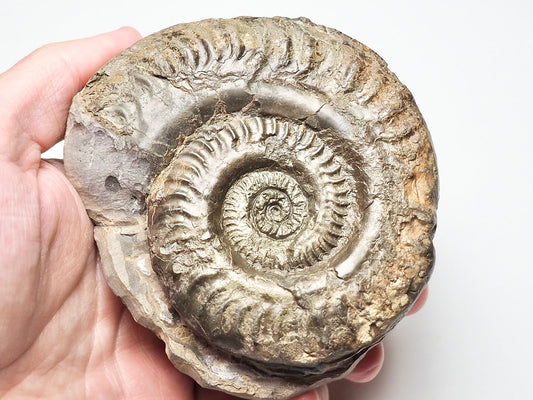 Hildoceras Ammonite