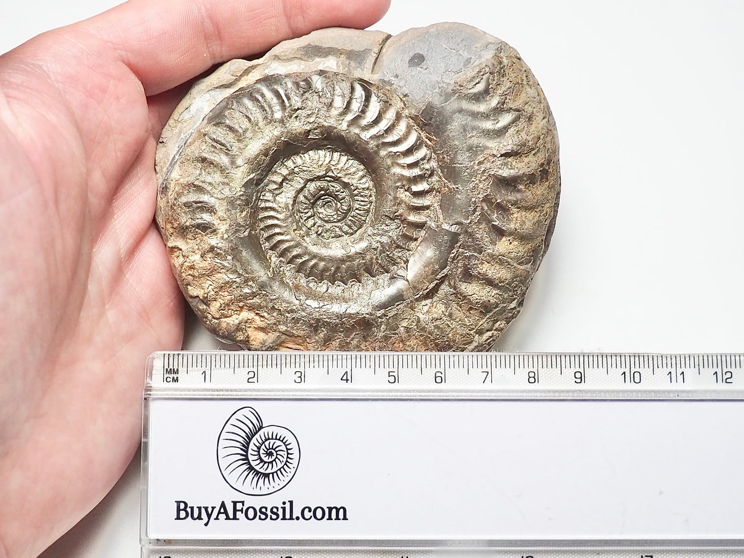 Hildoceras Ammonite