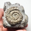 Large Arnioceras Ammonite – Whitby Jurassic Fossil – Yorkshire Coast