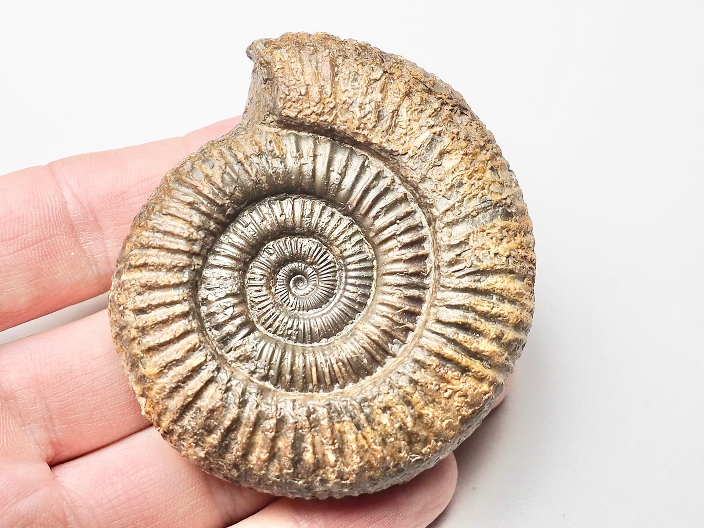 Dactylioceras Ammonite Whitby