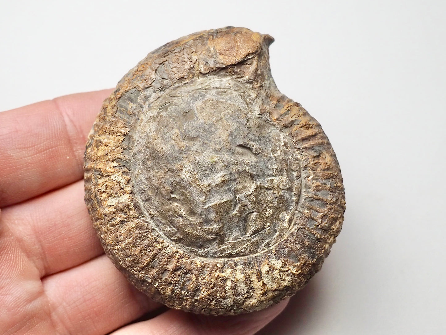 Dactylioceras Ammonite Whitby