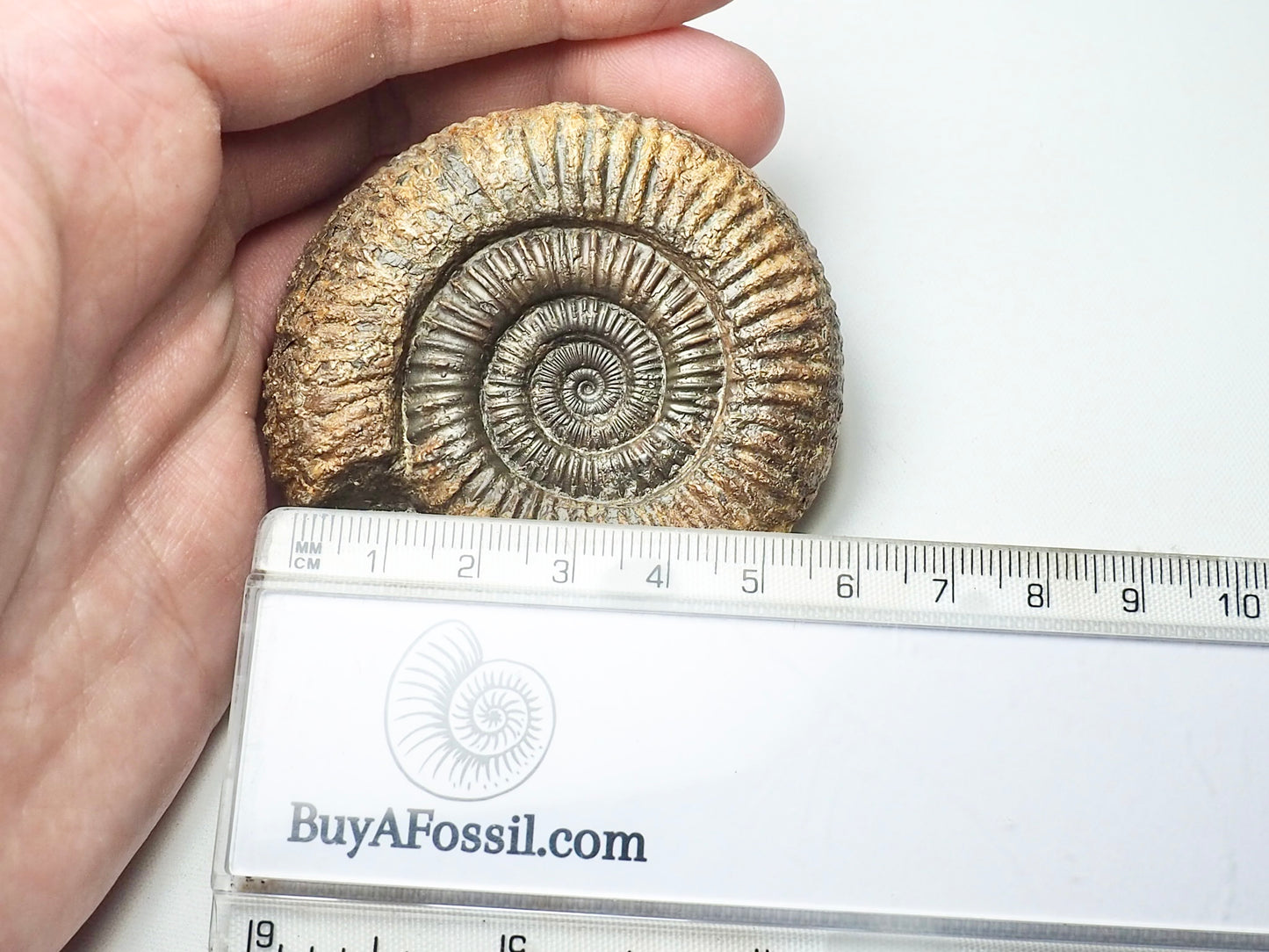 Dactylioceras Ammonite Whitby