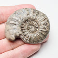 RARE Asteroceras Ammonite Fossil for Sale – Whitby Yorkshire Coast Jurassic