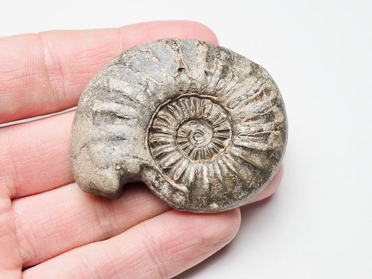 RARE Asteroceras Ammonite
