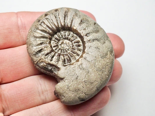 RARE Asteroceras Ammonite