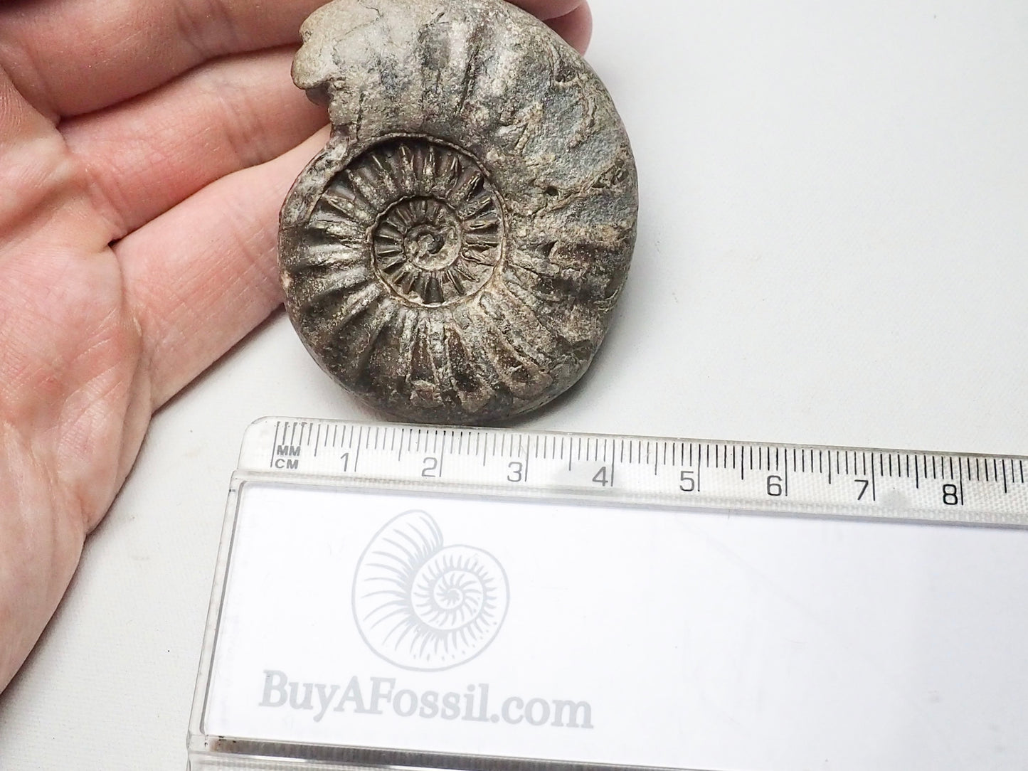 RARE Asteroceras Ammonite