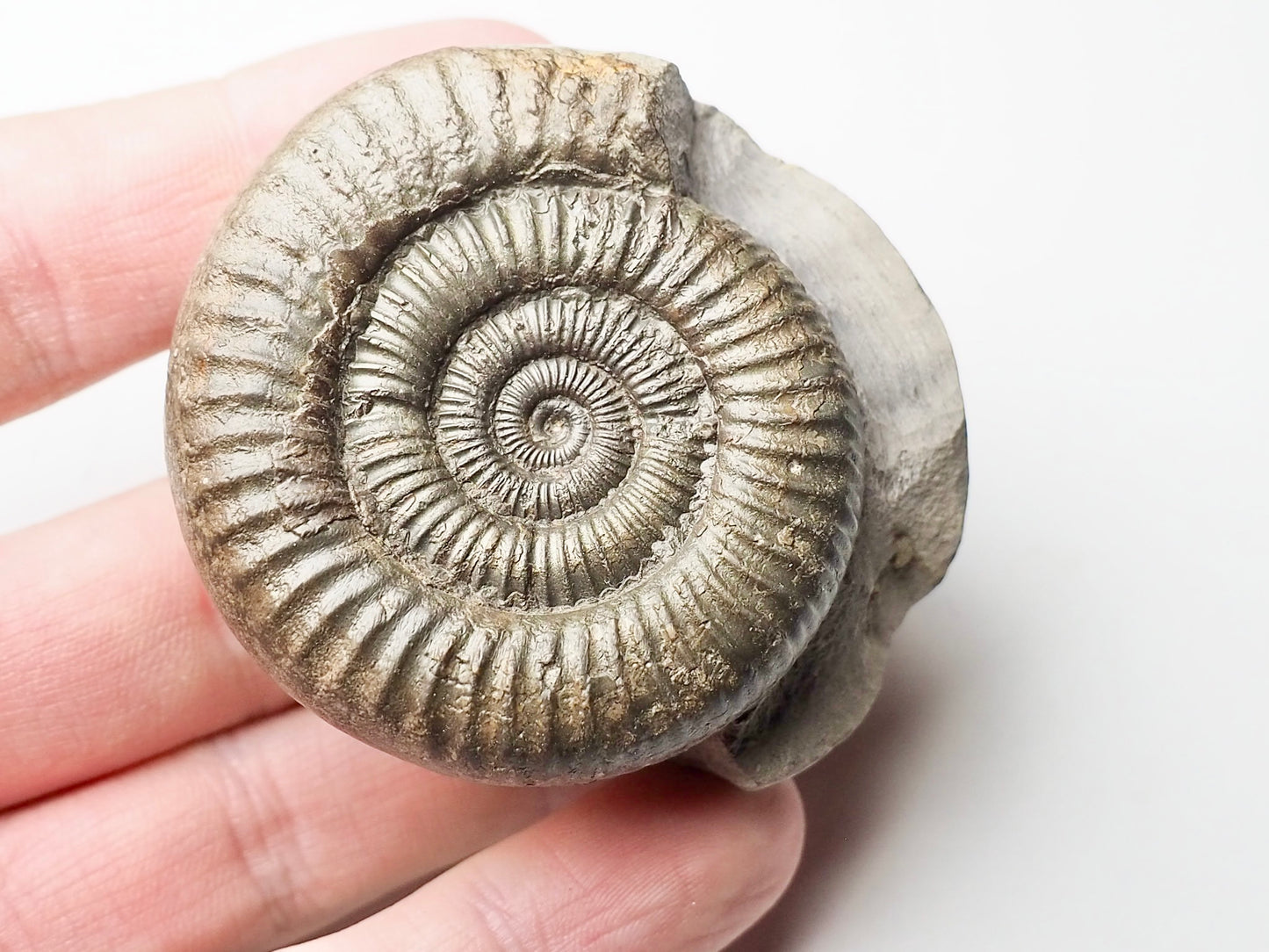 Dactylioceras Ammonite Whitby