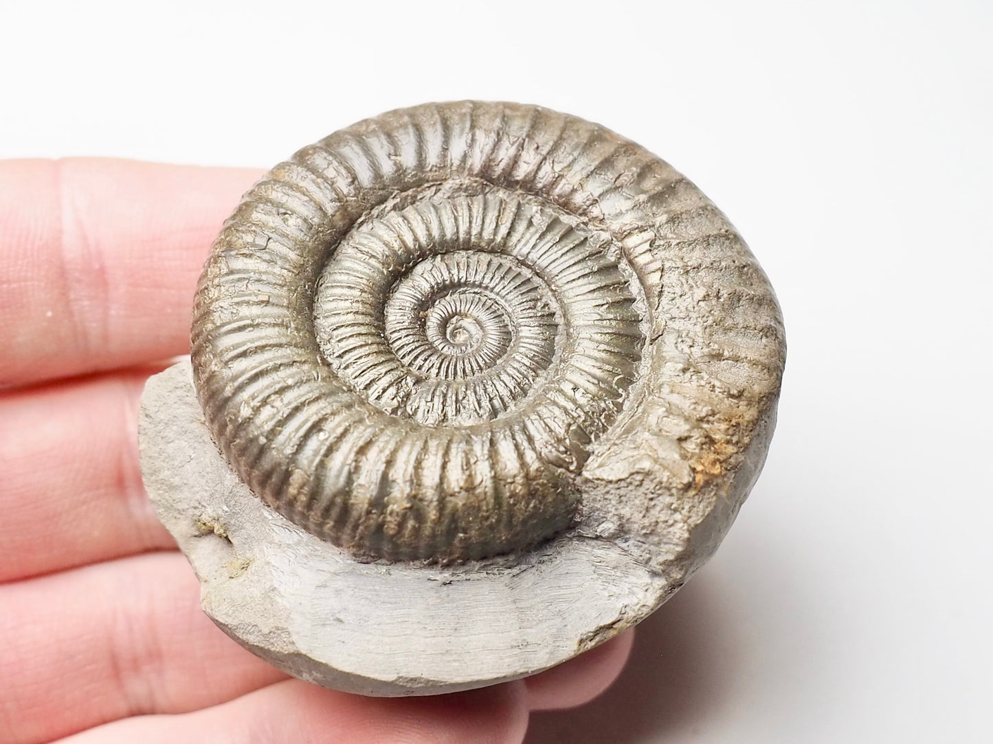 Dactylioceras Ammonite Whitby