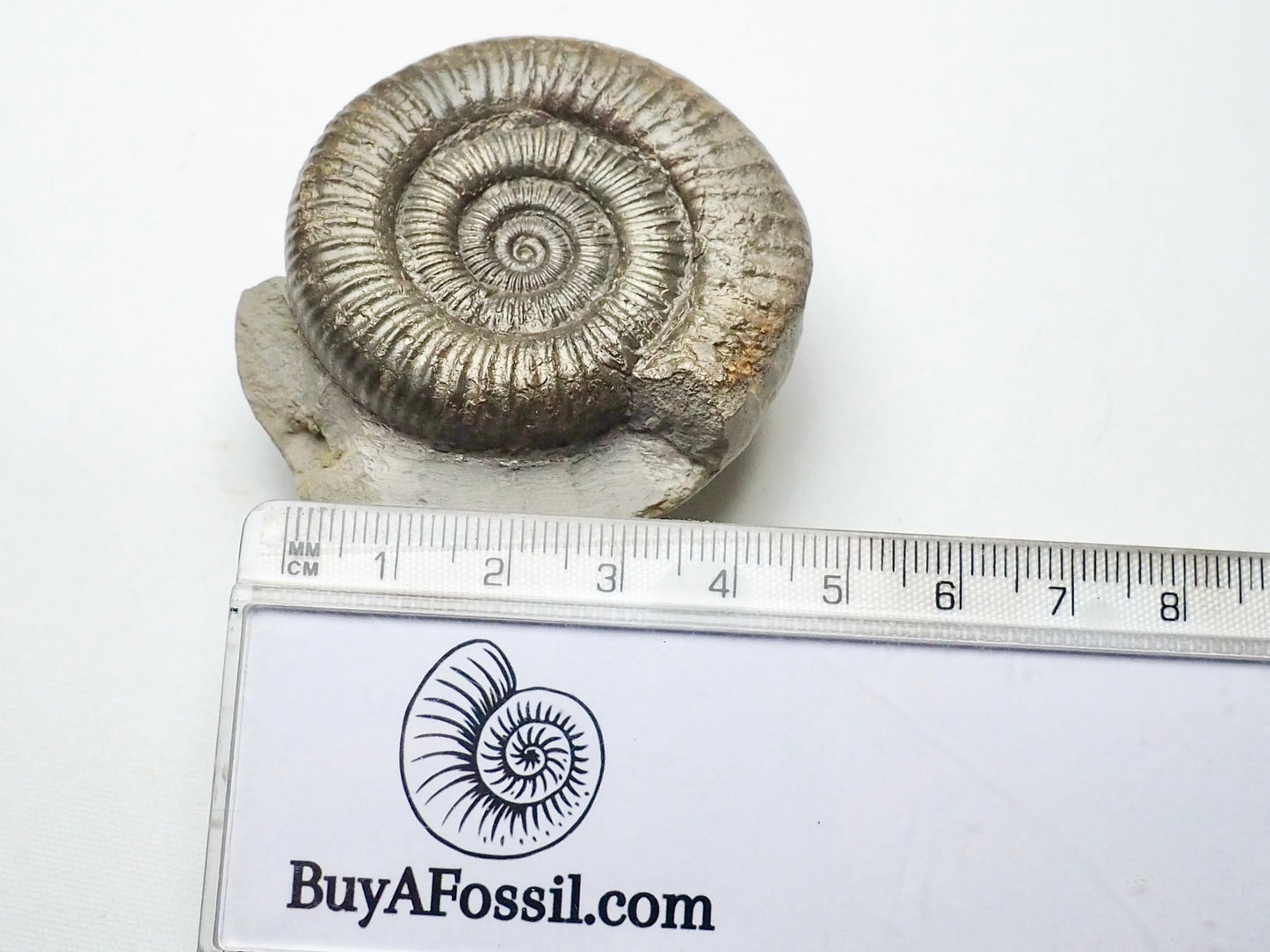 Dactylioceras Ammonite Whitby