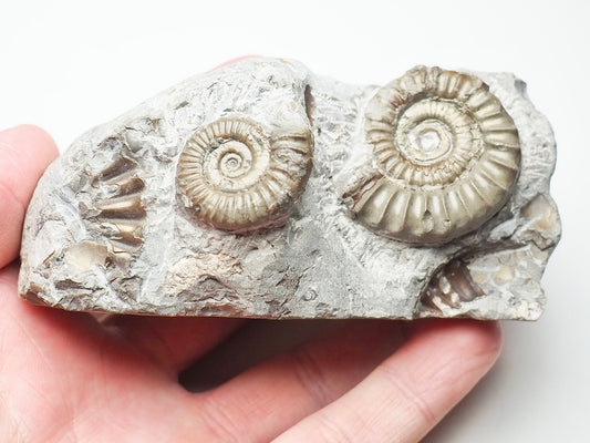Arnioceras Ammonite Double