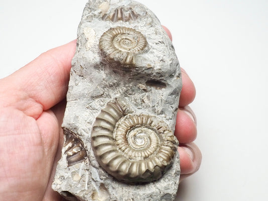 Arnioceras Ammonite Double