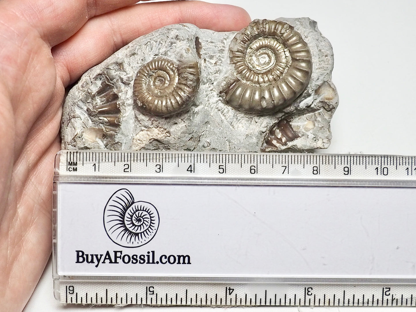 Arnioceras Ammonite Double