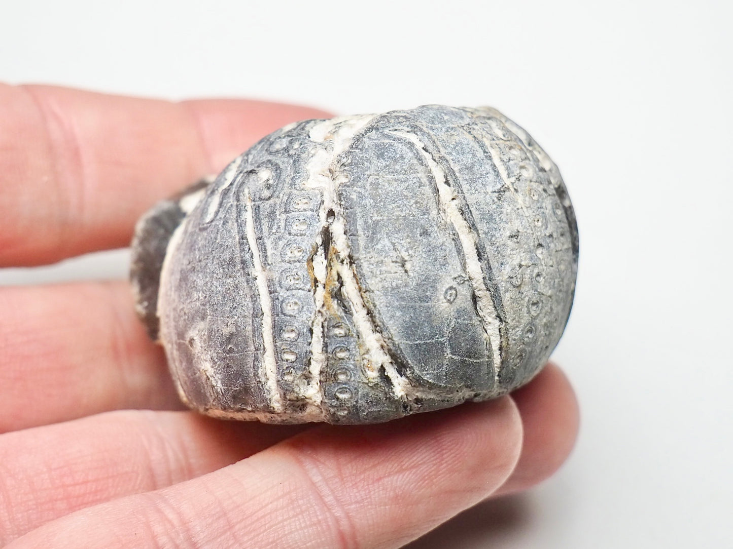 Fossil Sea Urchin, Yorkshire Coast