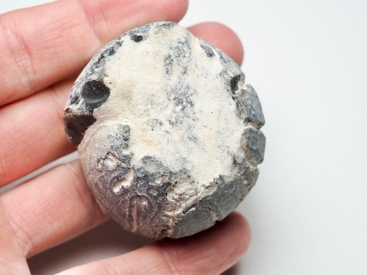 Fossil Sea Urchin, Yorkshire Coast