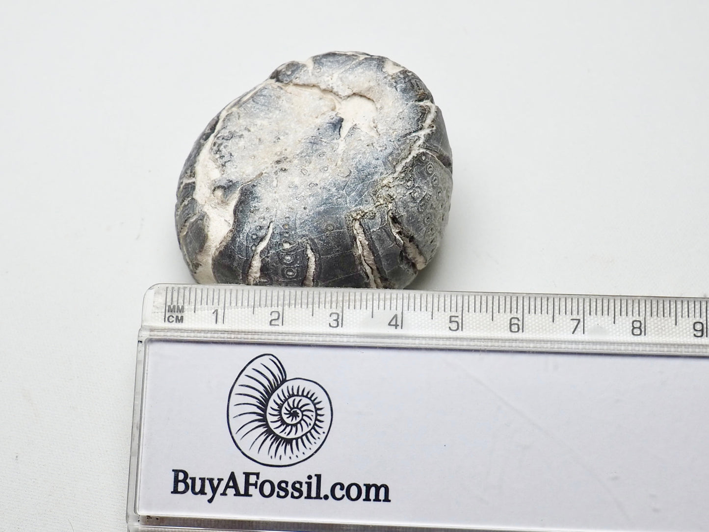 Fossil Sea Urchin, Yorkshire Coast