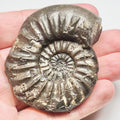 Asteroceras Ammonite – Whitby Jurassic Fossil – Yorkshire Coast