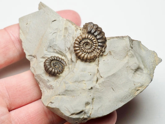 Double Gagaticeras Gagateum Ammonite