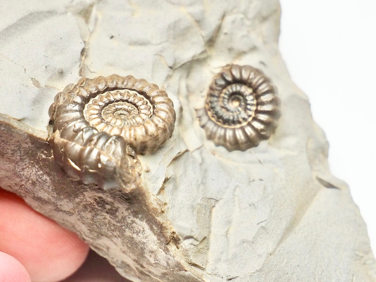 Double Gagaticeras Gagateum Ammonite