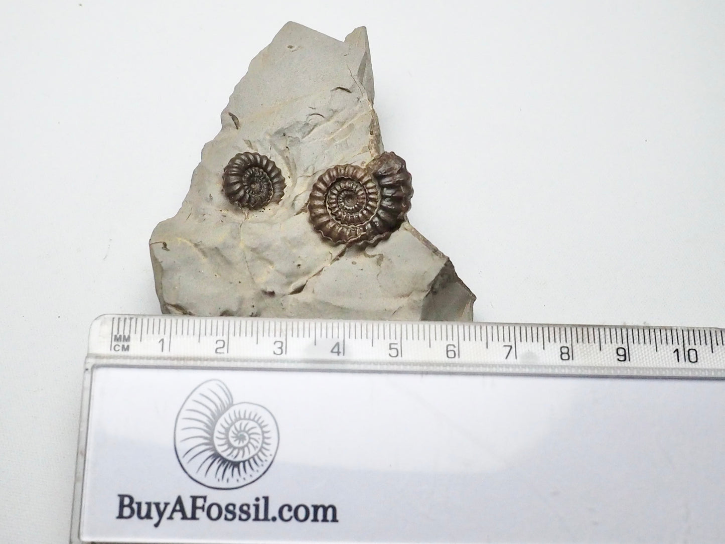 Double Gagaticeras Gagateum Ammonite