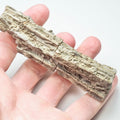 Rare Hispidocrinus Scalaris Crinoid