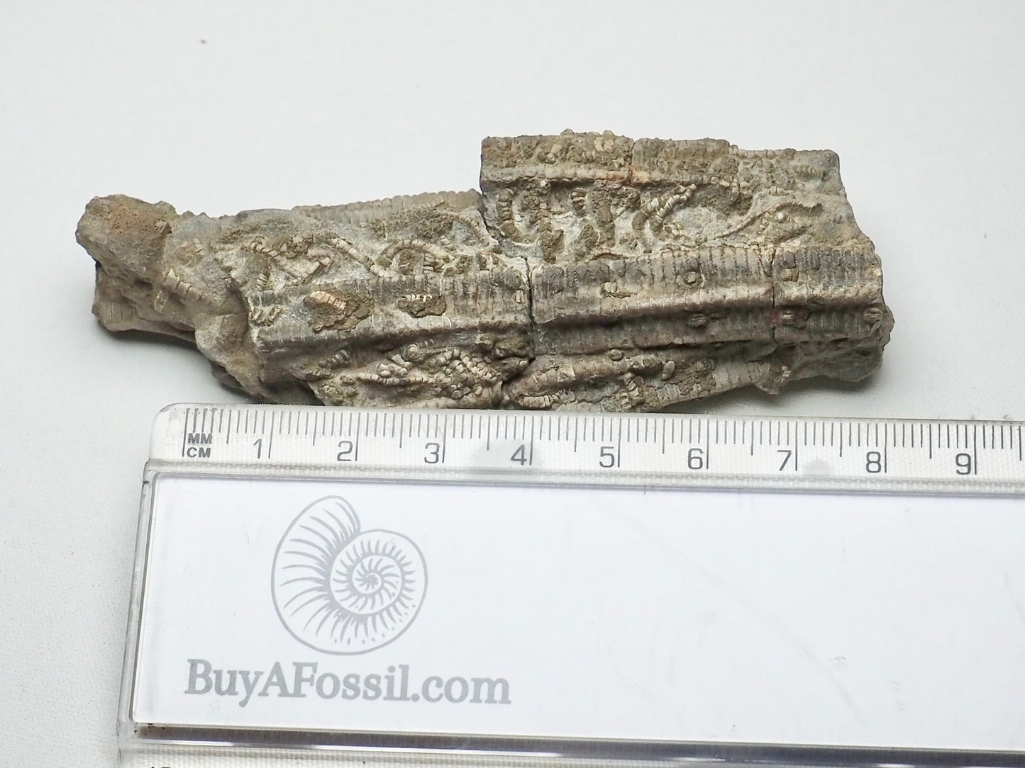 Rare Hispidocrinus Scalaris Crinoid