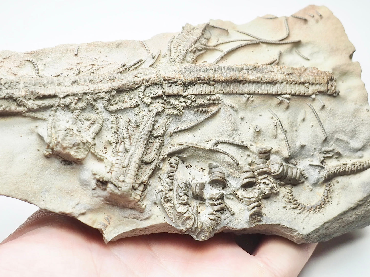 Rare Hispidocrinus Scalaris Crinoid