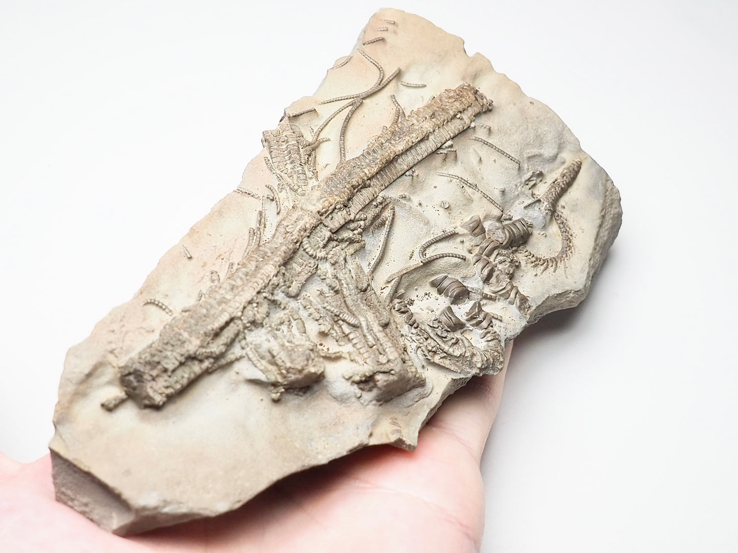 Rare Hispidocrinus Scalaris Crinoid