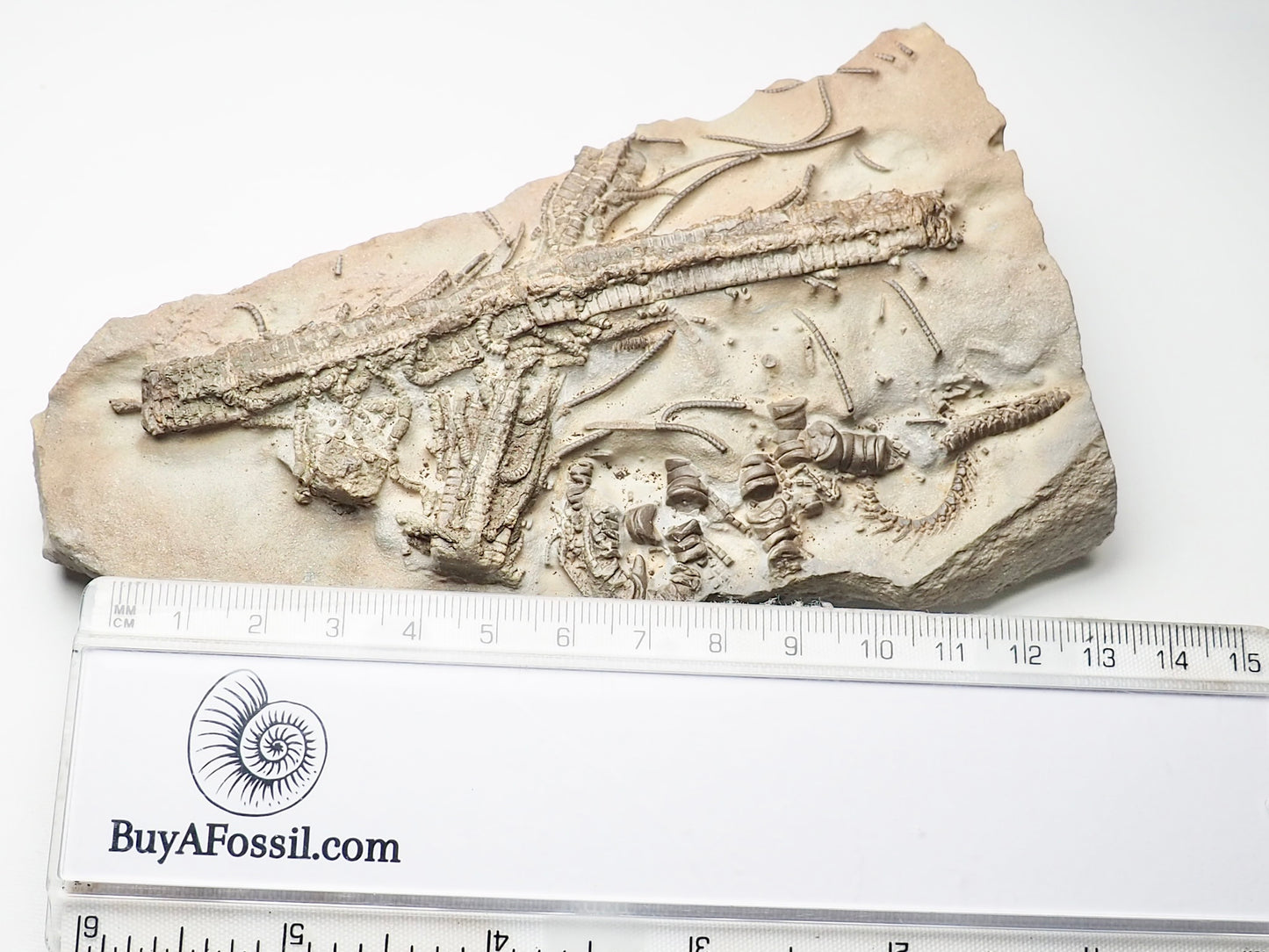 Rare Hispidocrinus Scalaris Crinoid