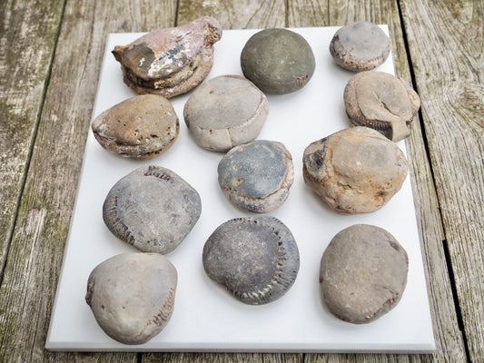 12x Small Ammonite Nodules – Yorkshire Coast Fossils | Crack Your Own | Prep Practice Kit