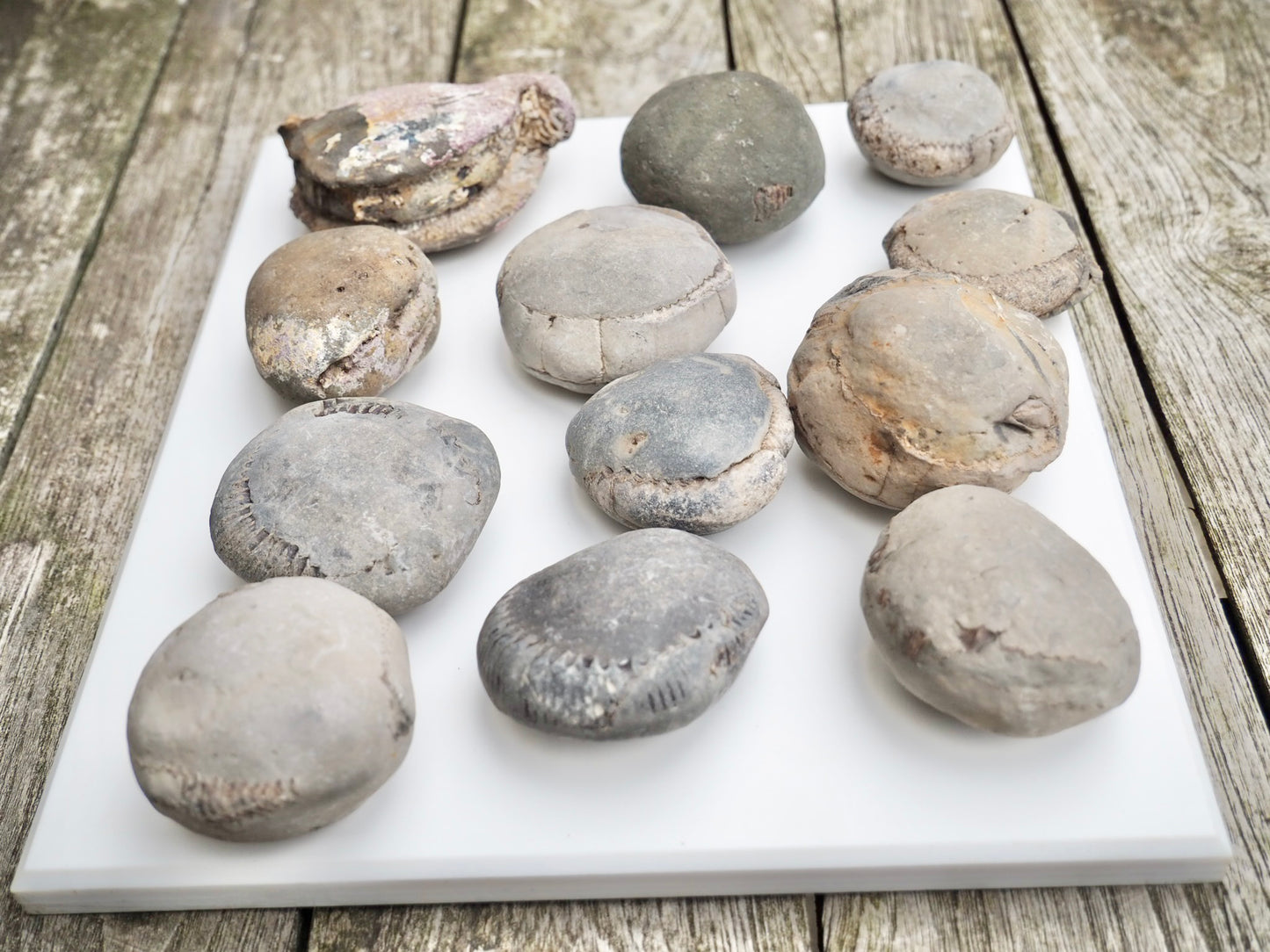 12x Small Ammonite Nodules – Yorkshire Coast Fossils | Crack Your Own | Prep Practice Kit