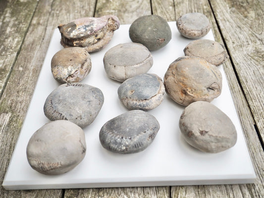 12x Small Ammonite Nodules – Yorkshire Coast Fossils | Crack Your Own | Prep Practice Kit