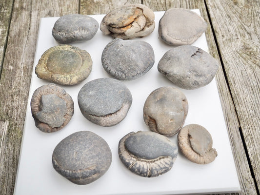 12x Small Ammonite Nodules – Yorkshire Coast Fossils | Crack Your Own | Prep Practice Kit